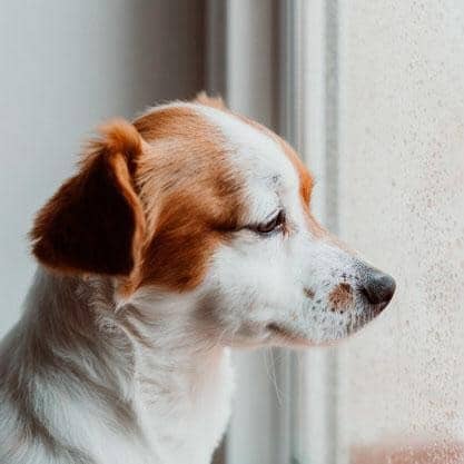 آیا سگ ها هم افسردگی می گیرند؟