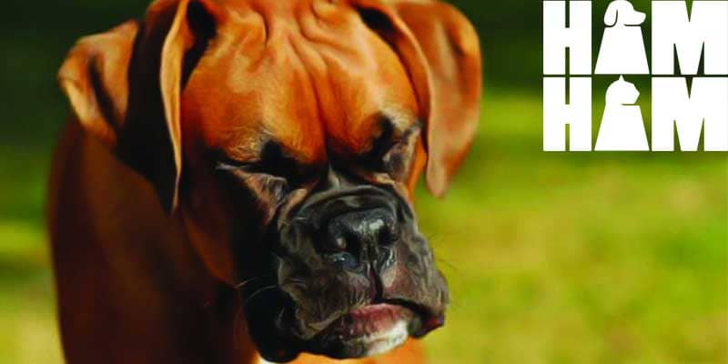 چرا بینی سگ ها مرطوب است؟