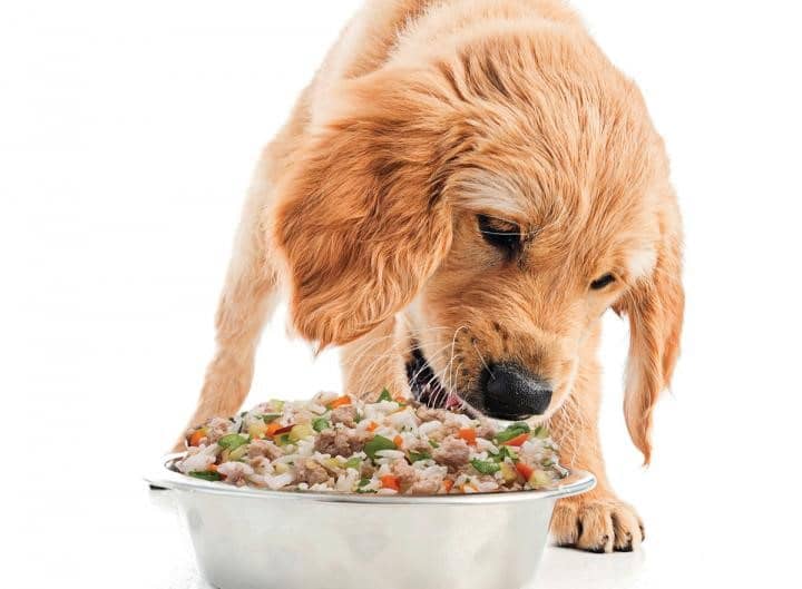 غذای طبیعی سگ چیست
